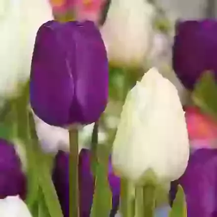 Two Tone Mixture
